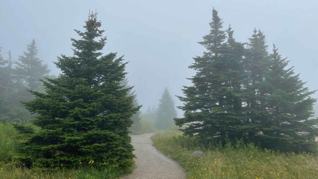 Fir trees loom in the mist at the summit of Mount Greylock.