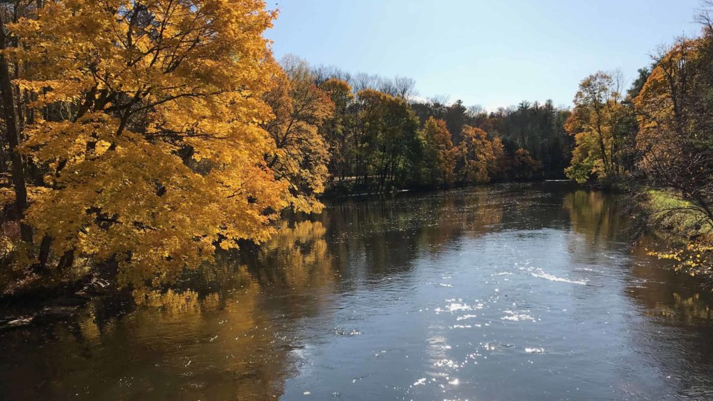 Maples turn deep gold along the Housatonic River.
