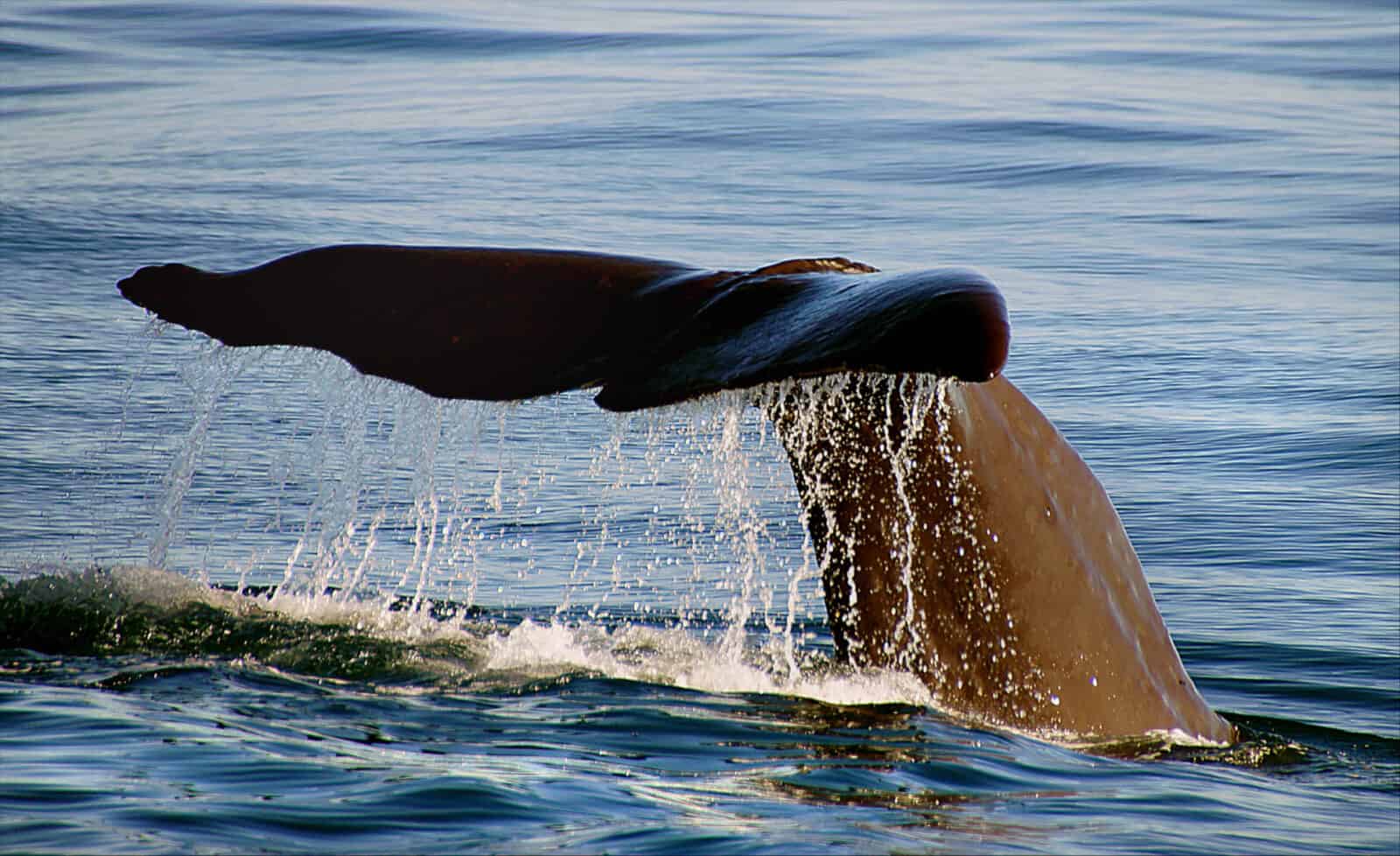 A sperm whale's tale lifts in the sun as the whale dives. Public domain photo by Bernard Spragg of New Zealand