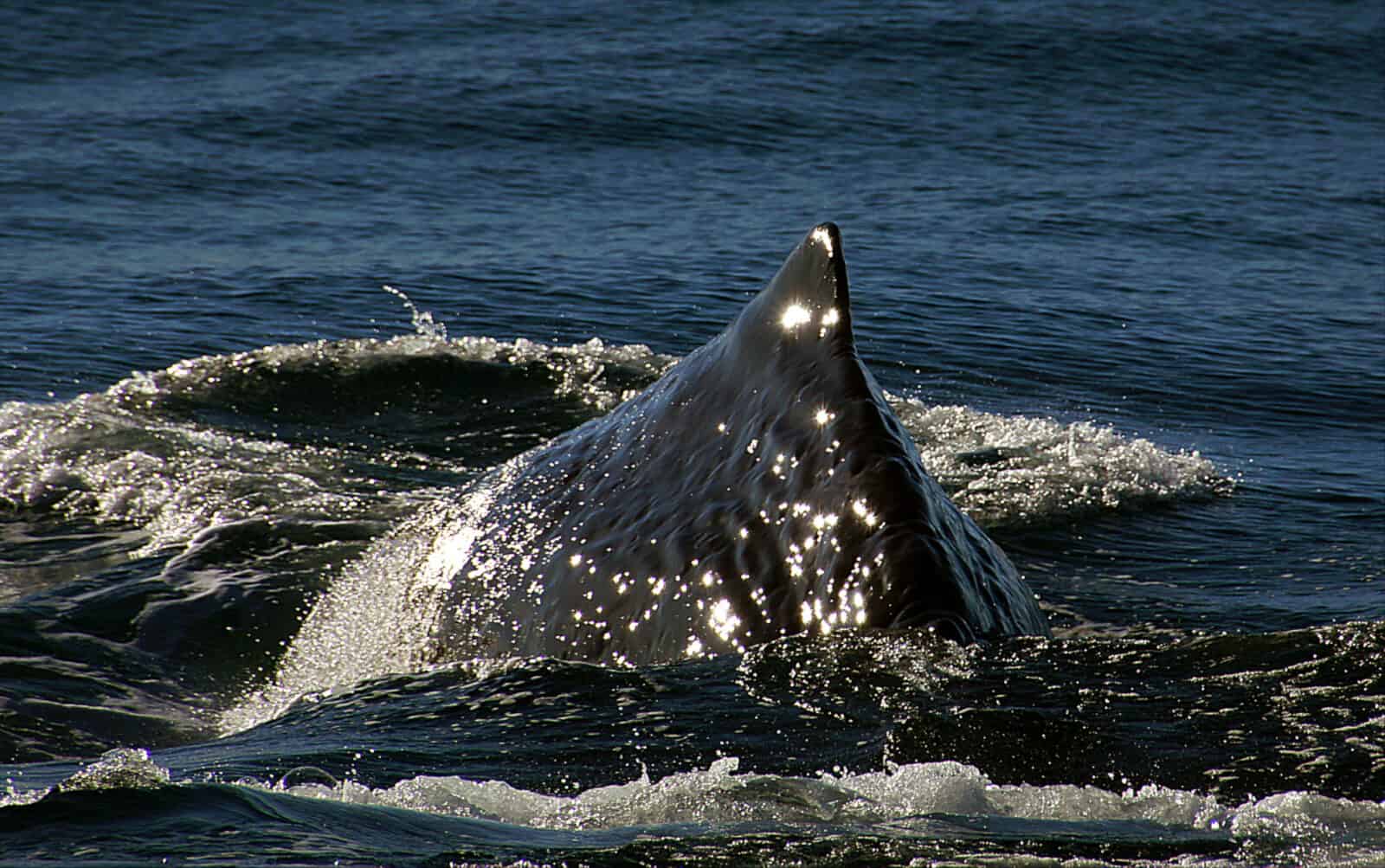 A sperm whale's back and dorsal fin gleam in the sun as the whale dives. Public domain photo by Bernard Spragg of New Zealand
