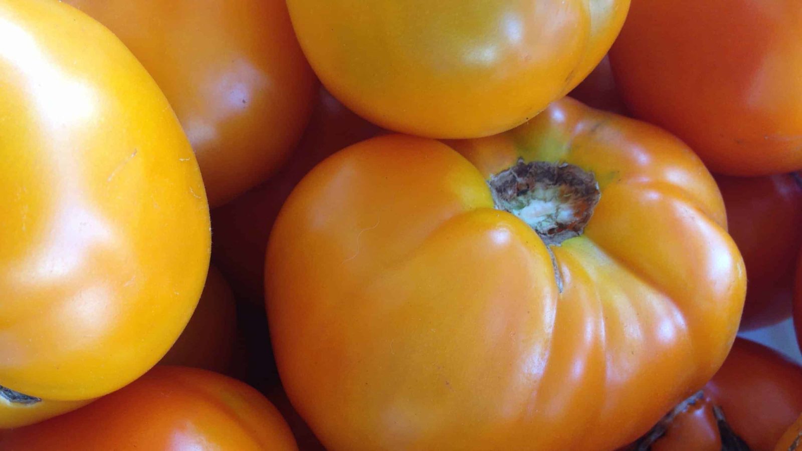 Heirloom tomatoes range in shades of fall gold at Bartlett's Orchards n Richmond.