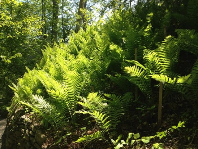 Ferns grow thickly along the river bank by the River Walk in Great Barrington.
