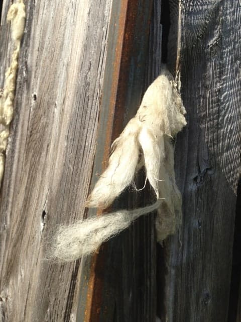 Wool on 'Landmarks' blow like tufts caught in an old barn wall or board fence. Photo by Kate Abbott