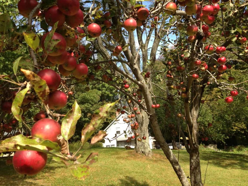 The trees by the picnic tables burst with apples. Photo by Kate Abbott