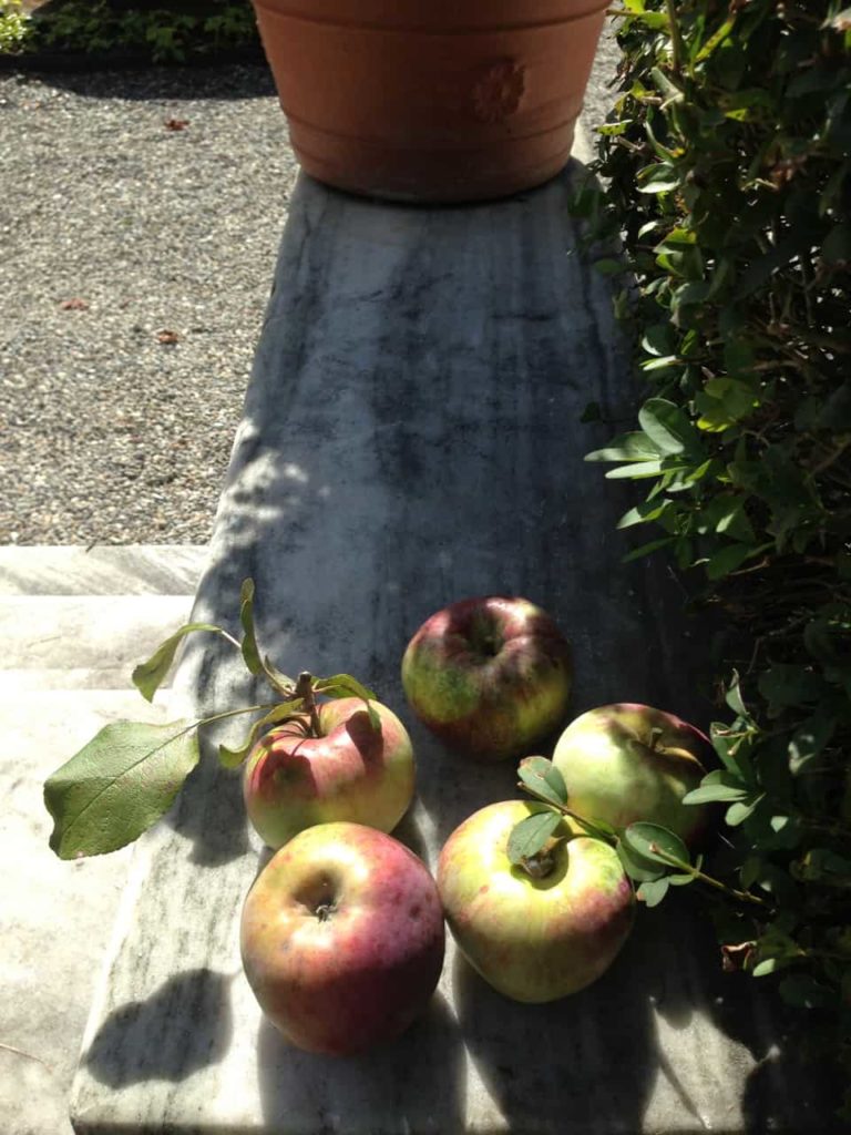 Ripe apples sit in the sun in French's garden. Photo by Kate Abbott