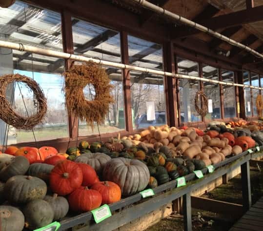 Squashes and wreathes sit on display at the Chatham Berry Farm Store.