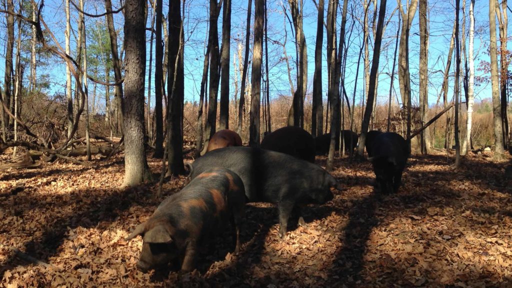 Young pigs wander free range in the woods at Climbing Tree Farm.