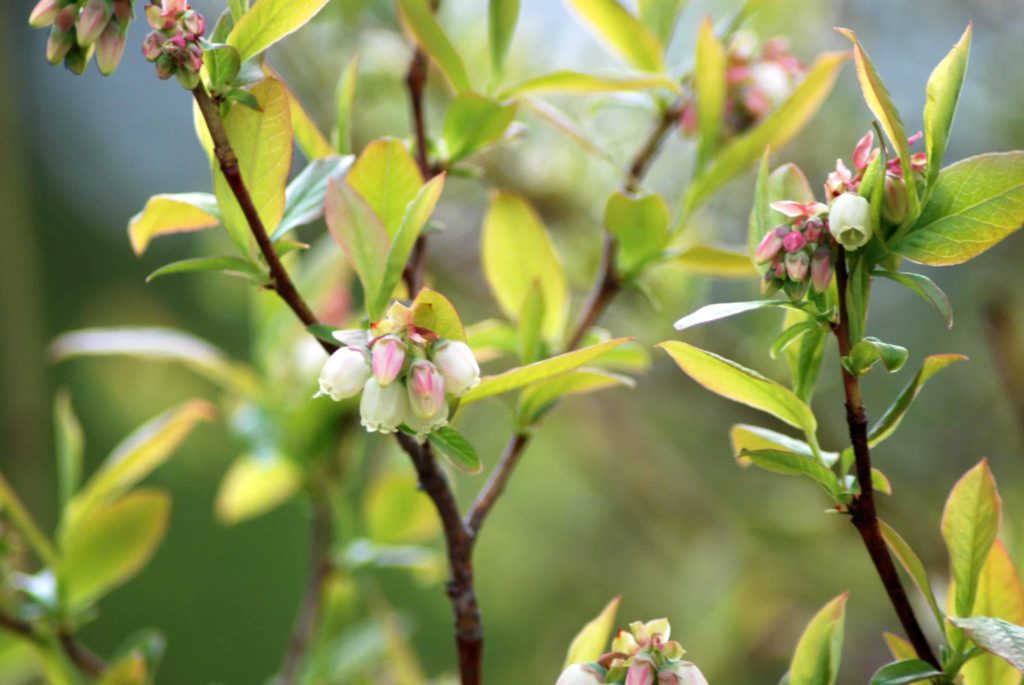 Blueberry bushes blossom in the spring. Creative Commons courtesy photo