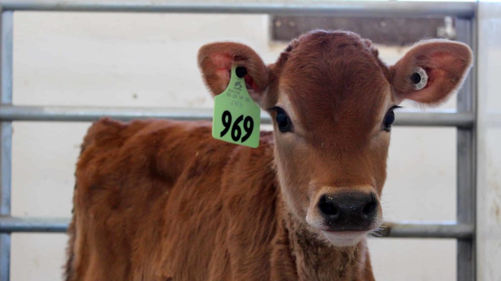 A Jersey calf looks out crurisously at High Lawn Farm in Lee.