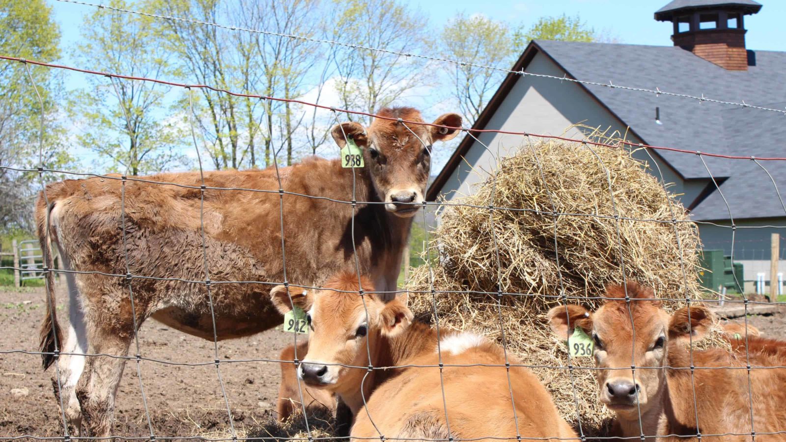 Jersey cows bask on a sunny day at High Lawn Farm in Lee.