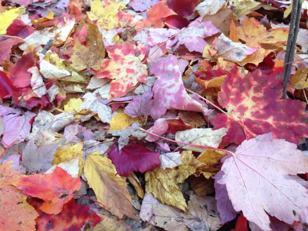 Maple leaves on Pine Cobble range from deep garnet to pale yellow — and sometimes both at once.