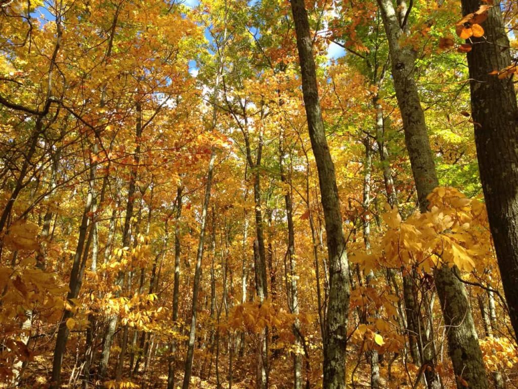 Sassafrass, maple, birch, beech and ash share an intense hue on Pine Cobble.
