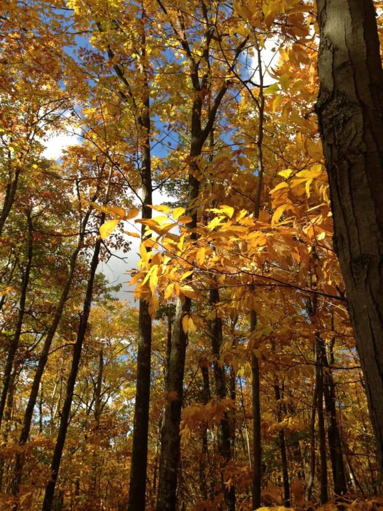 Fall turns Pine Cobble golden.