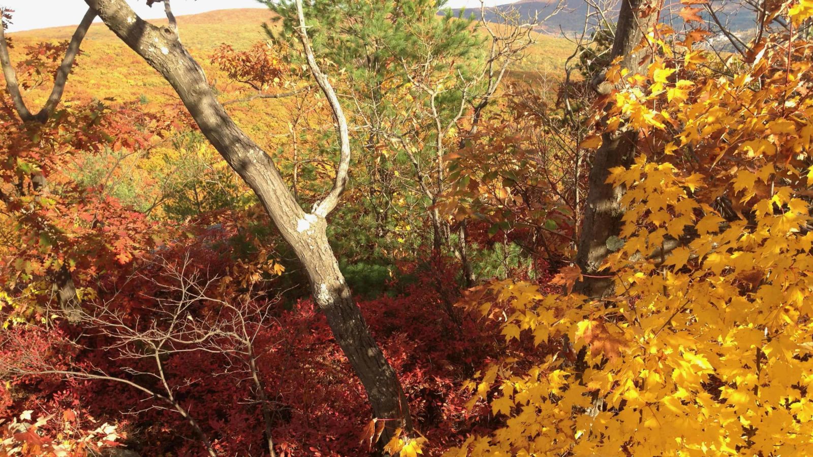 Maples turn gold on the summit of Pine Cobble.