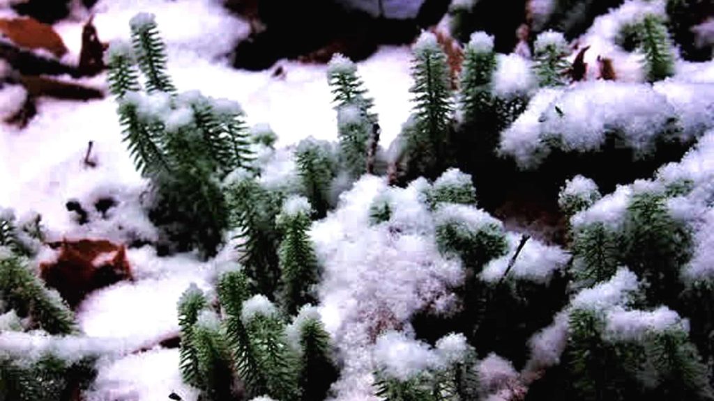 Shining Club Moss, a small upright growing woodland plant, has no flower but retains its cheerful green through the snowy winter months.
