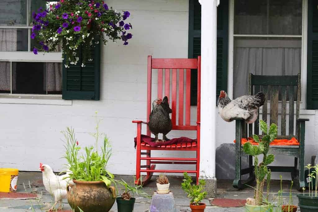 Chickens rest on rocking chairs on a farm porch. Press courtesy photo.