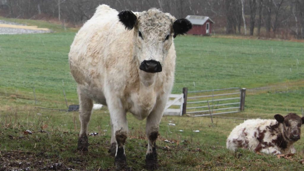 A cow and young calf graze in their thick winter coats in a spring snowfall.
