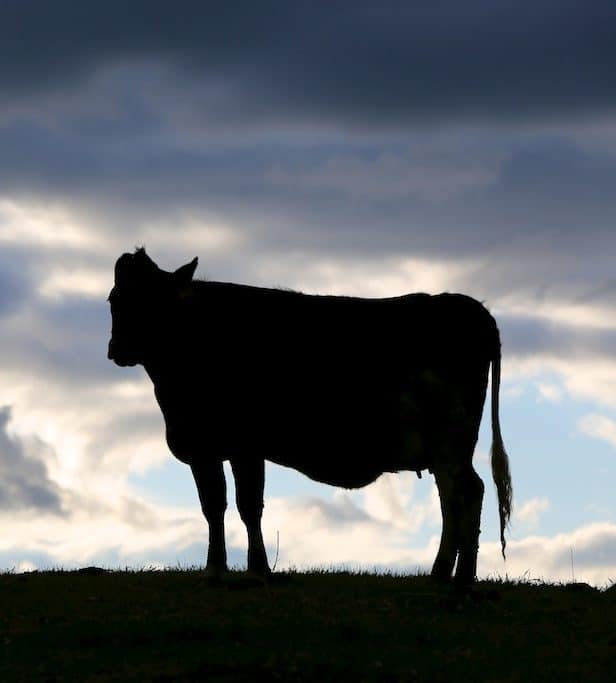 A dairy cow stands silhouetted at Million Acres Farm. Press photo courtesy of Hubbard Hall