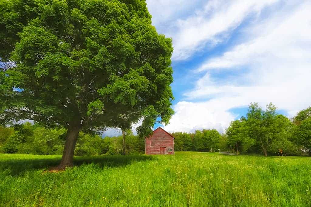 Maple trees stand high over a red barn in summer fields. Press photo courtesy of Hubbard Hall.