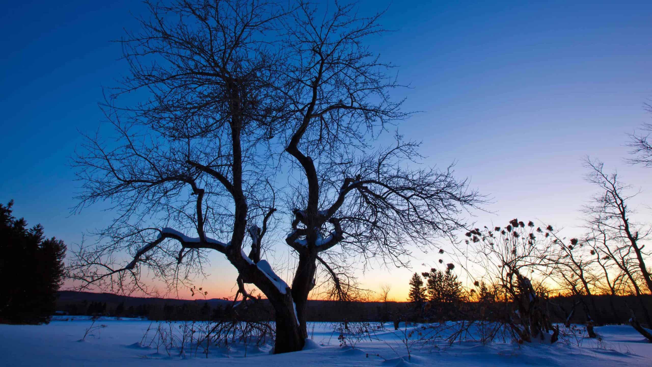 An apple tree at sunset. Winter at the Notchview Reservation in Windsor, Massachusetts. Courtesy of the Trustees of Reservations.