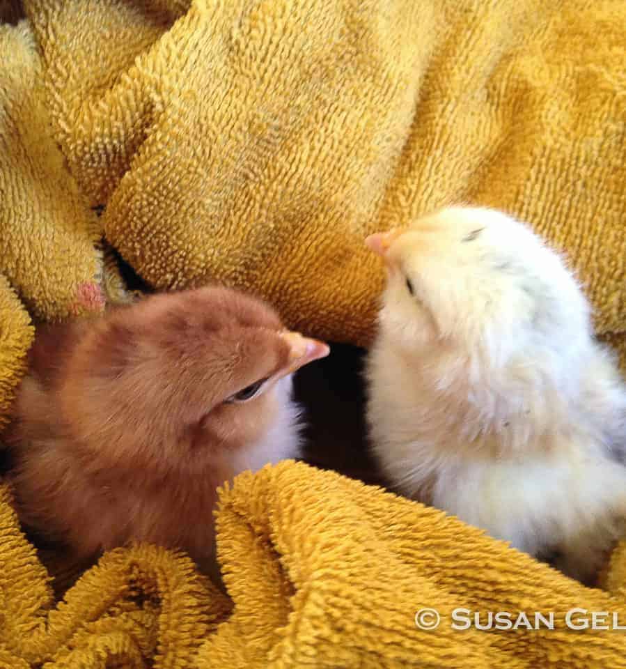 Chicks peer out of a blanket at Hancock Shaker Village.
