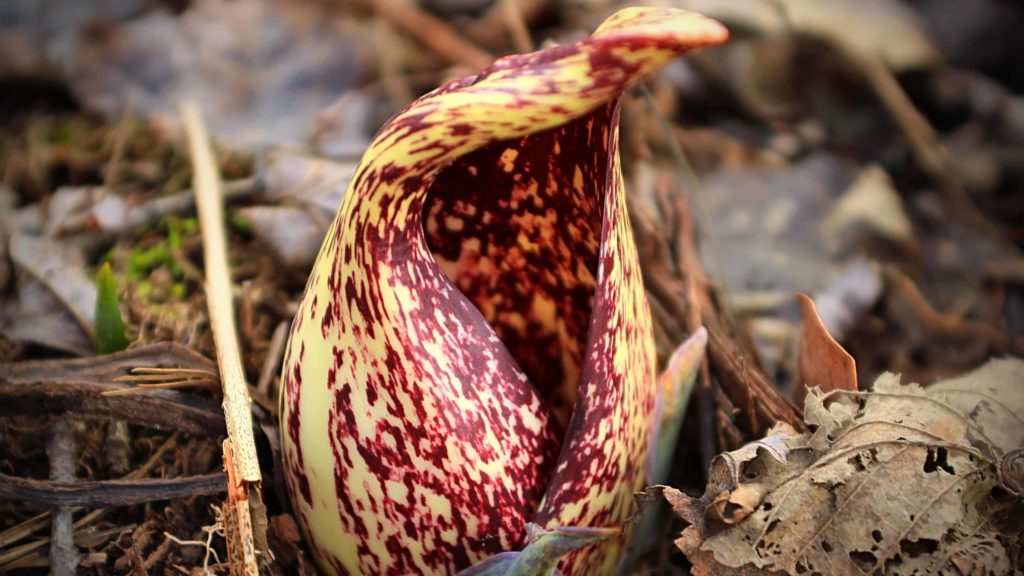 Skunk cabbage show the earliest new growth in spring. Creative Commons courtesy photo.