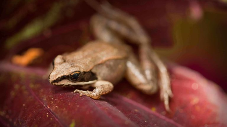 A wood frog rests on a spring day.