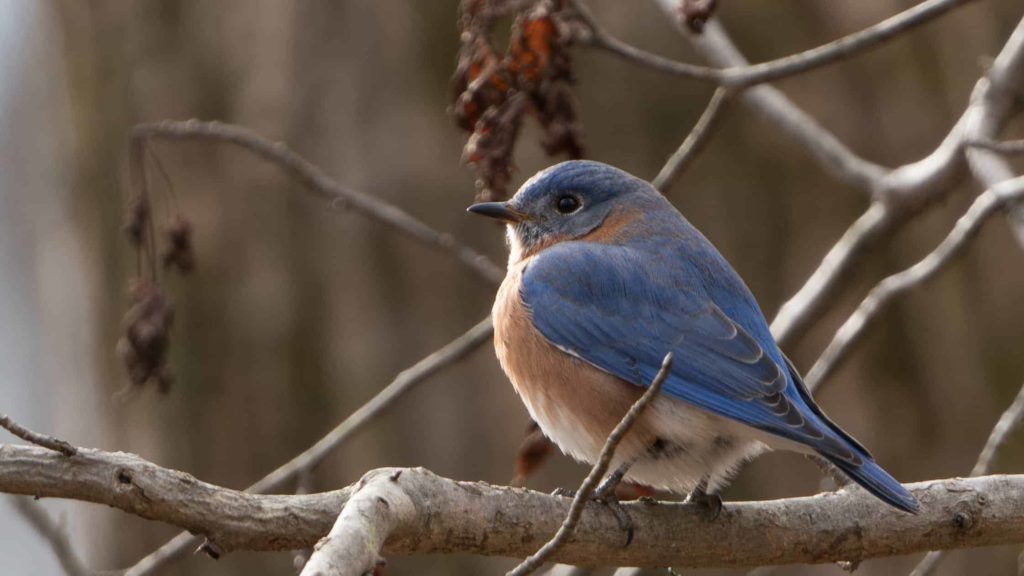 An eastern bluebird fluffs feathers to keep warm in the cold. Creative Commons courtesy photo
