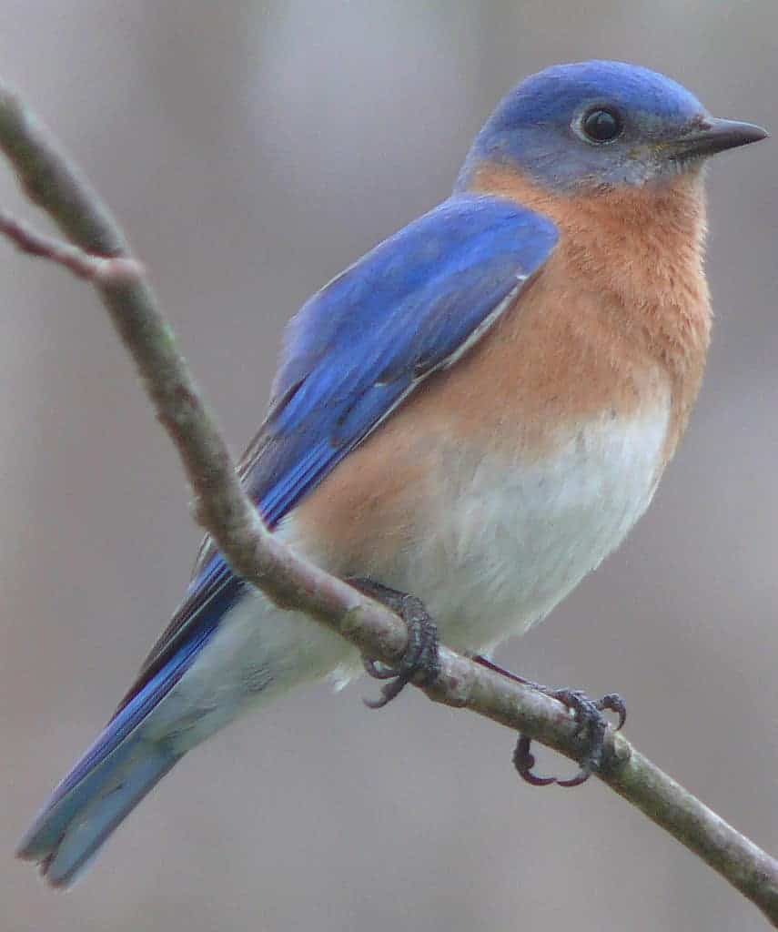 An Eastern bluebird perches on a branch.