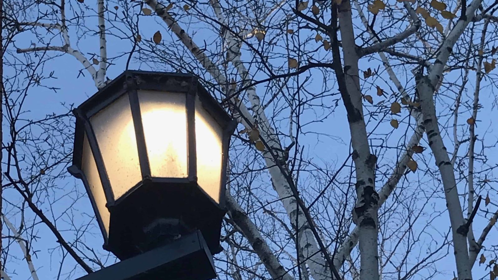 Lanterns are alight in Greylock Quad at Williams College.