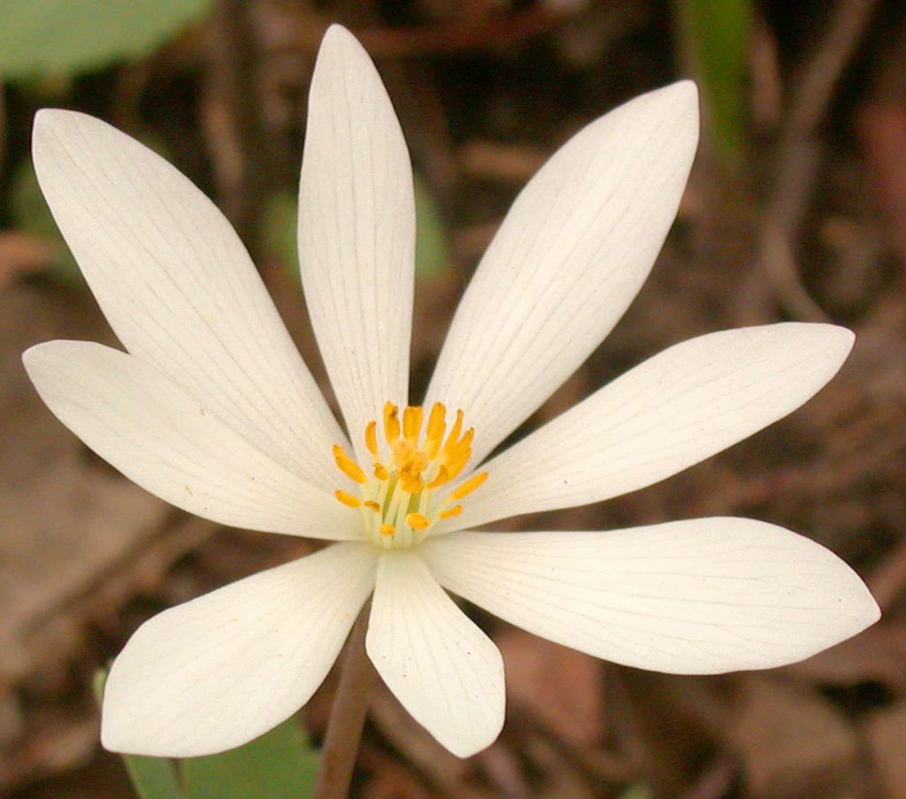 Deep in the thickets, white petals in green — Bloodroot’s red sap, homeopathy unseen.