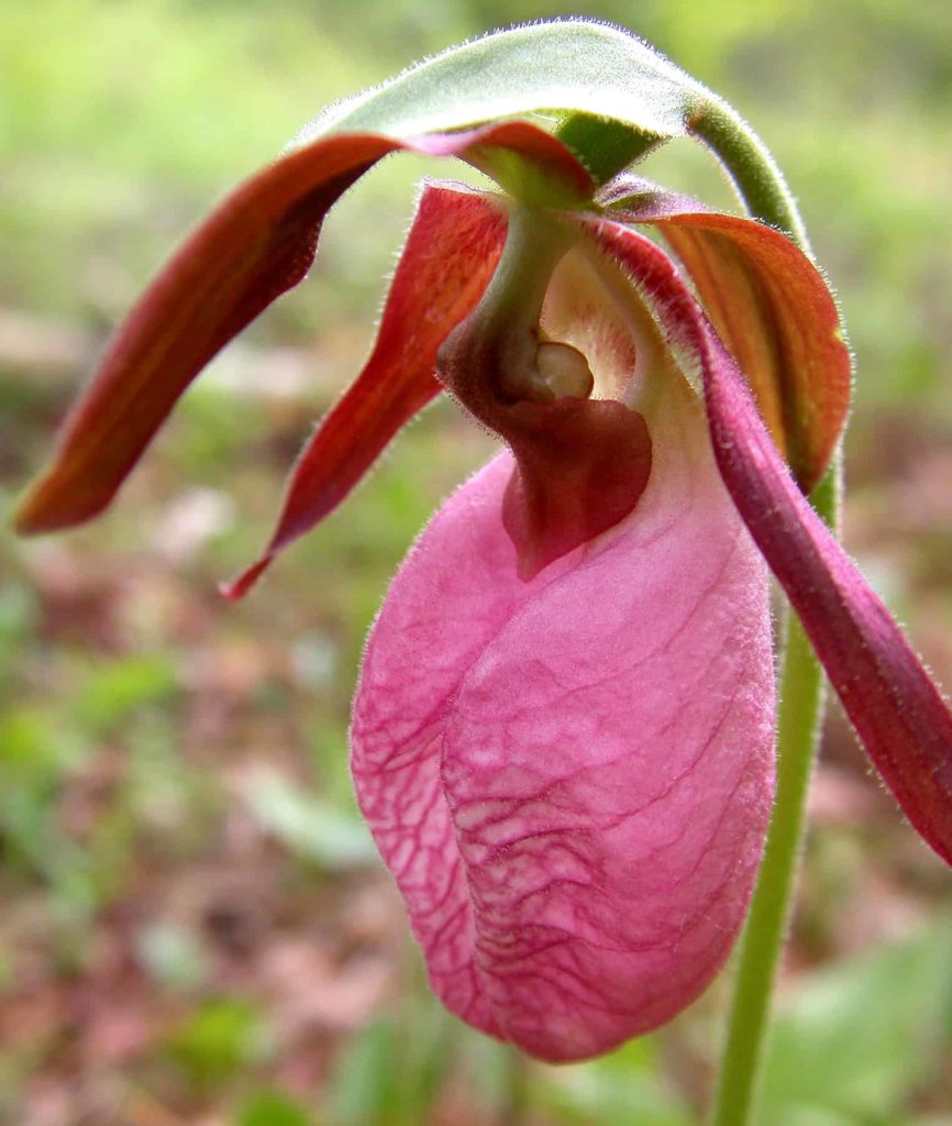 In wetlands or damp forest floors, a bowing queen — Lady slipper holding court, her blossom rarely seen.
