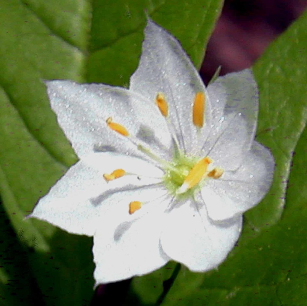 In early June, Starflowers’ white petals glimmer, whorled leaves dappled in sunlight through summer.