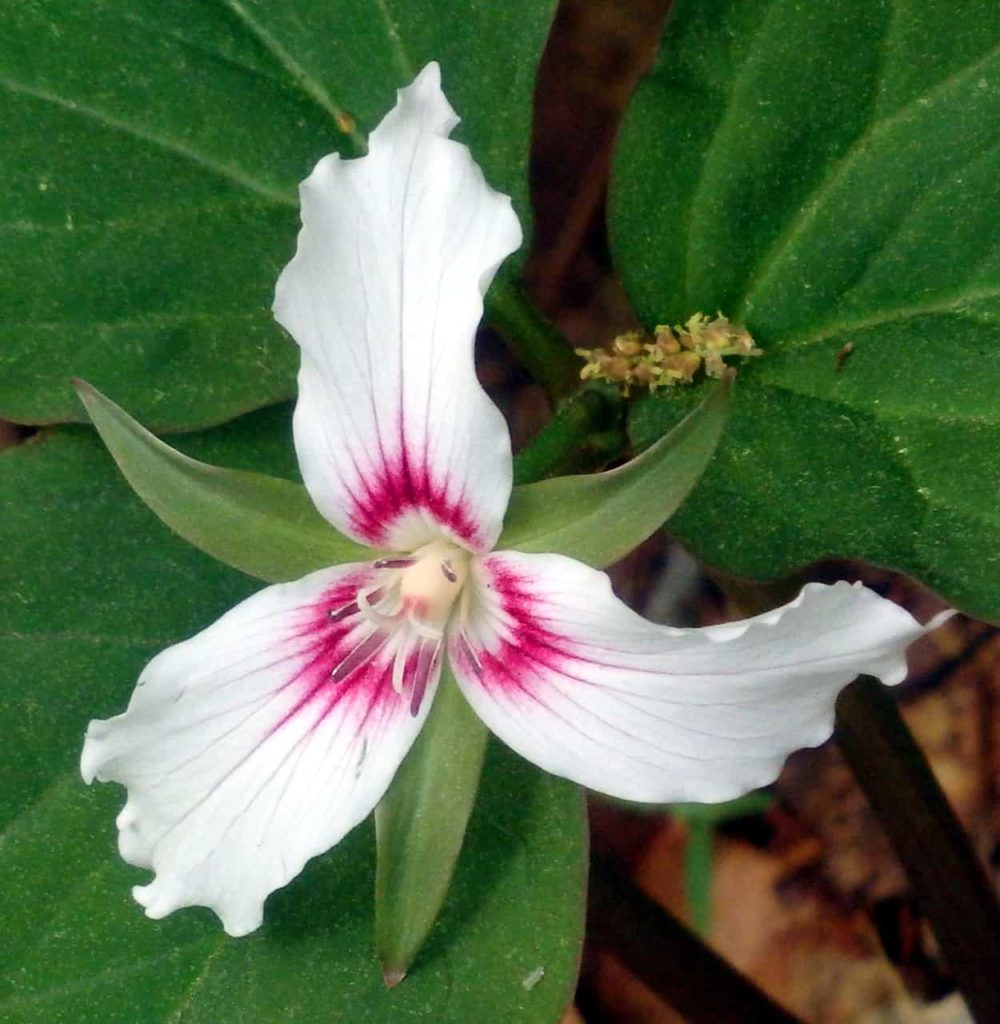 A trilogy of crimson, white, or painted petals shine — Trillium’s rare faces rise from maple, oak and pine.