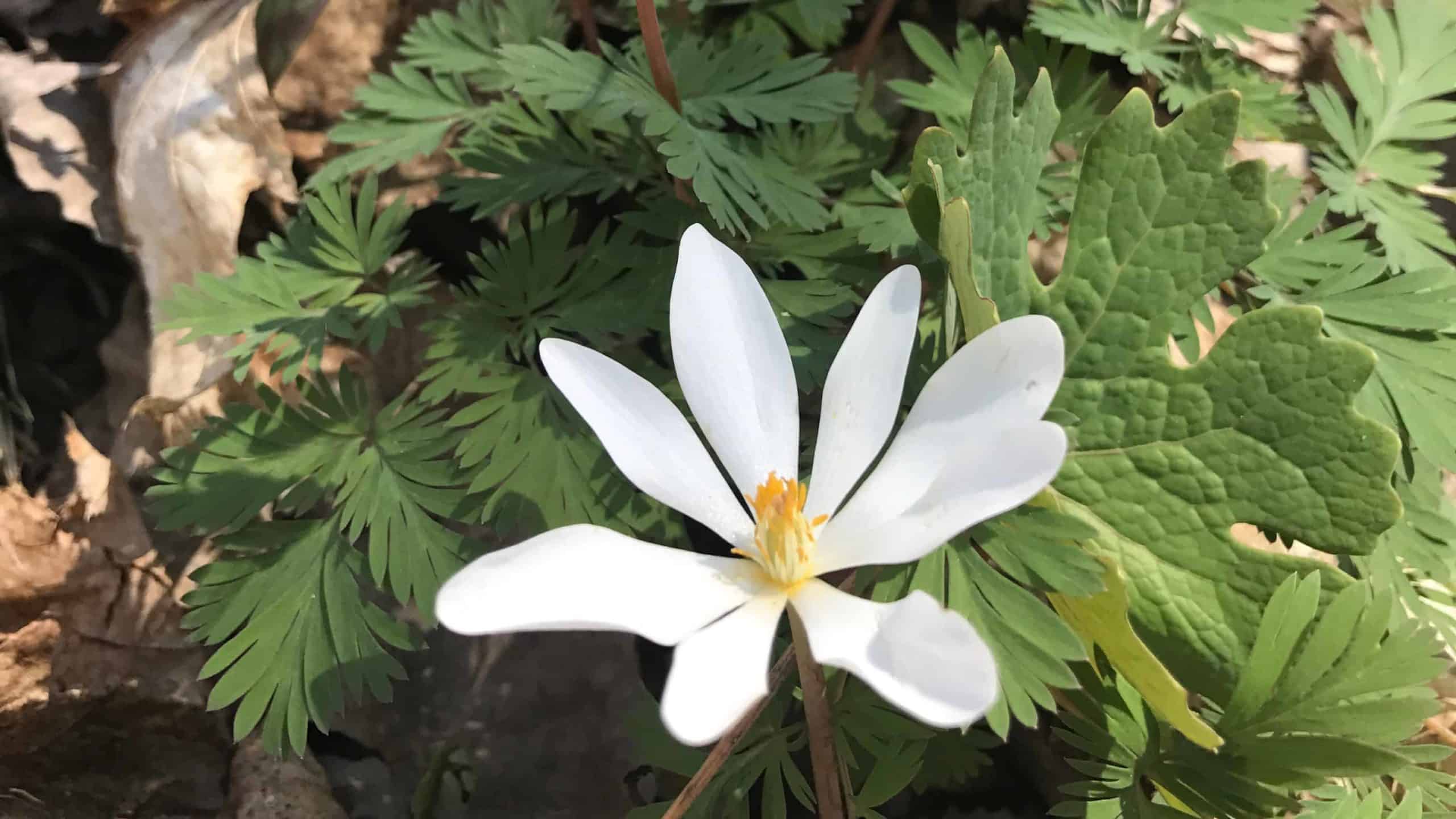 Bloodroot blooms along the Hoosic River in Williamstown.