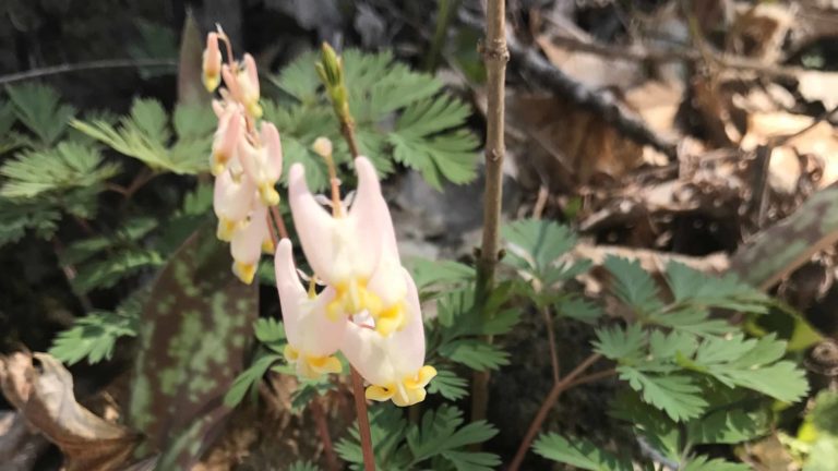 Dutchman's Breeches bloom along the Hoosic River in Williamstown.