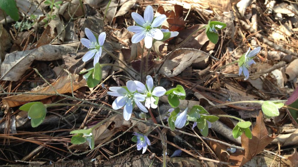 Hepatica blooms at Bartholomew's Cobble in early spring.