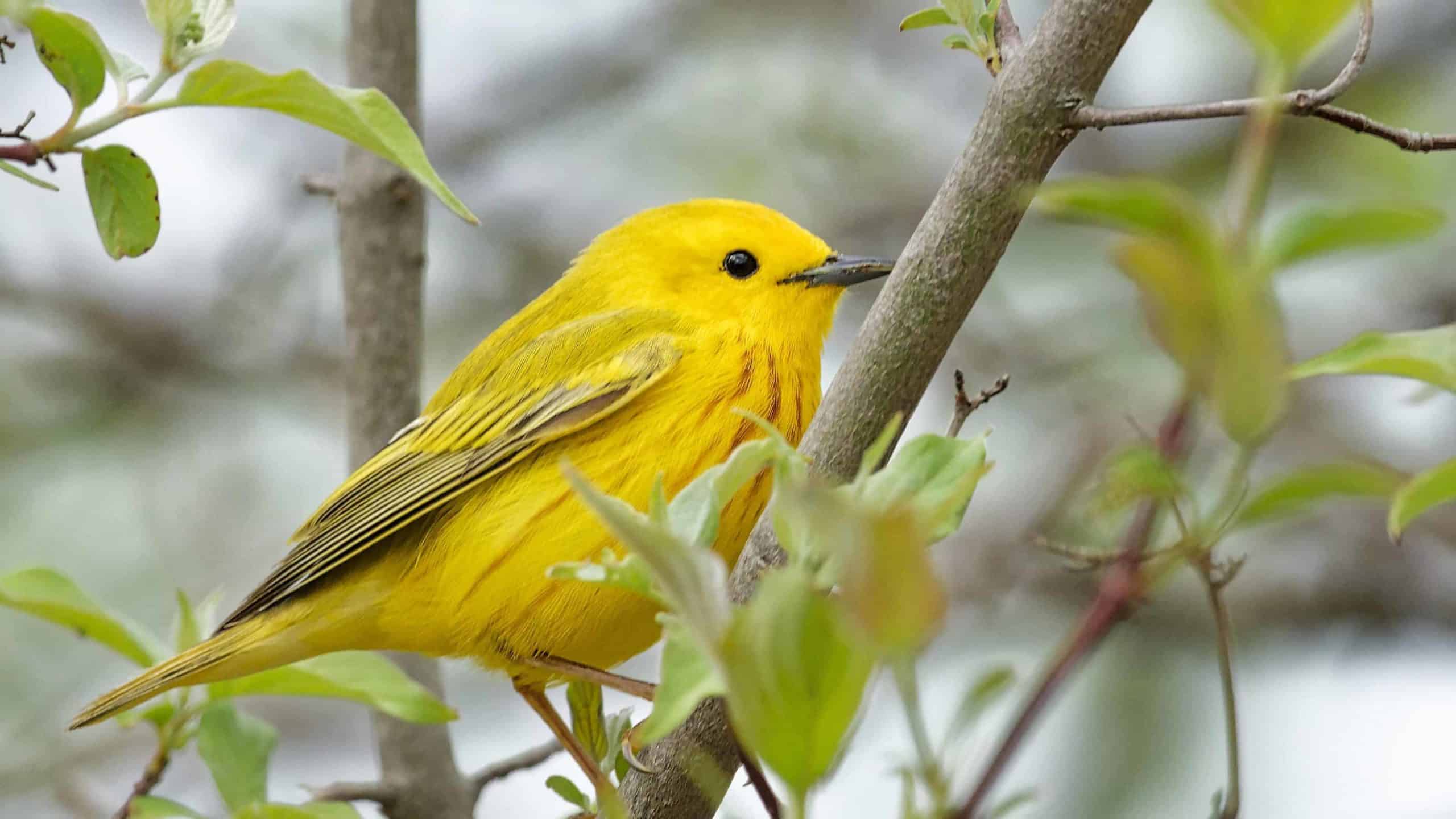 Warblers return to the Berkshires in May. This yellow warbler perches alertly on a branch.