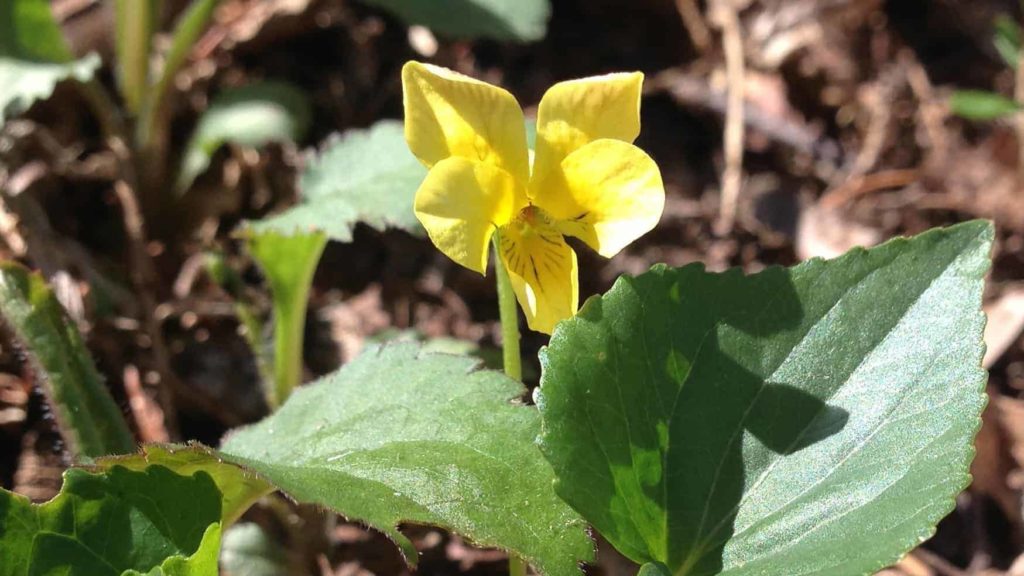 A yellow violet blooms at Bartholomew's Cobble in early spring.