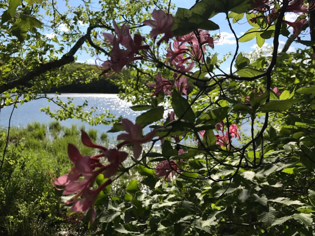 A few azaleas have even made it downhill to the shore of Berry Pond. Photo by Kate Abbott