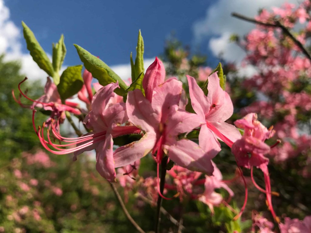 Azaleas are in full bloom in Pittsfield State Forest.