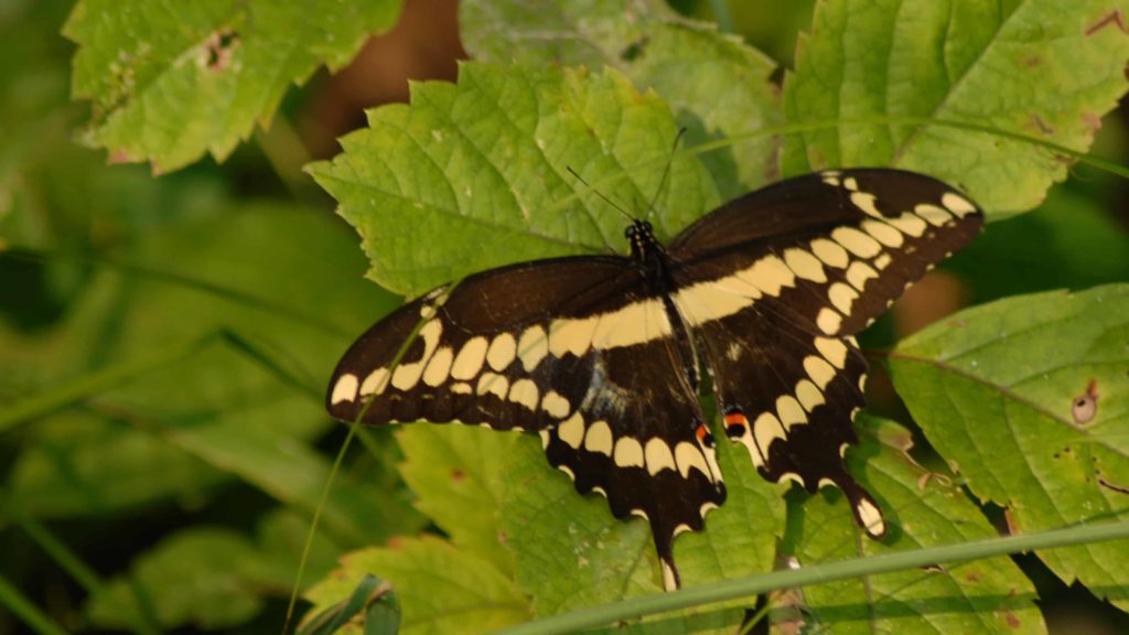 A Giant Swallowtail Butterfly (Papilio cresphontes) spreads black and gold wings.
