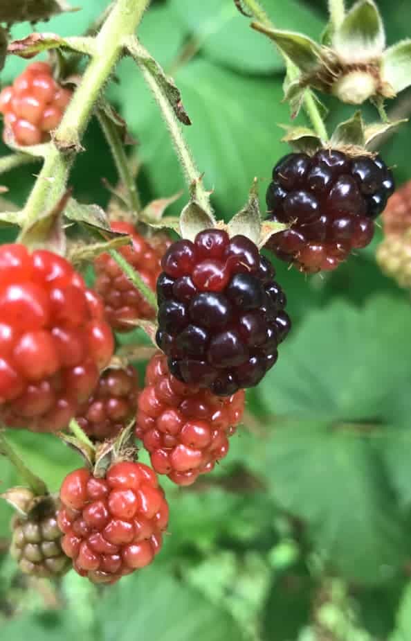 Blackberries ripen in July in Williamstown.