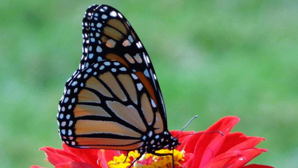 A monarch butterfly lights on a zinnia in a Berkshire yard.