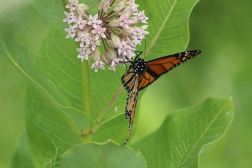 A monarch butterfly sips nectar.
