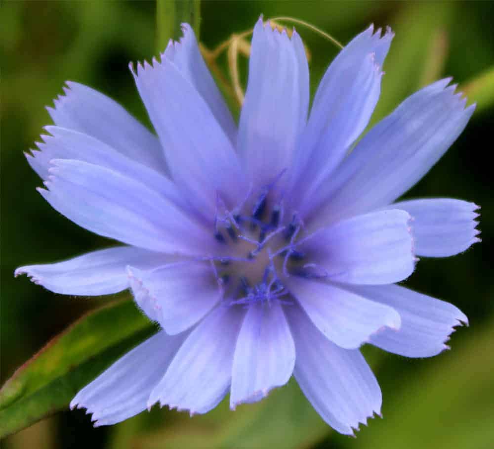 Chicory opens blue blossoms in Berkshire meadows.
