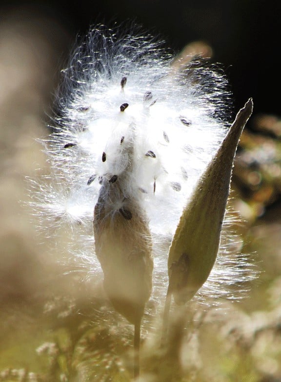 A milkweed pod releases downy seeds.