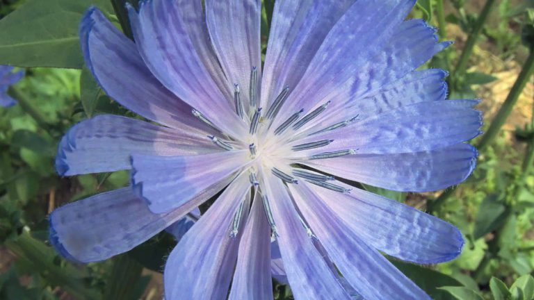 Chicory opens blue petals in full bloom.