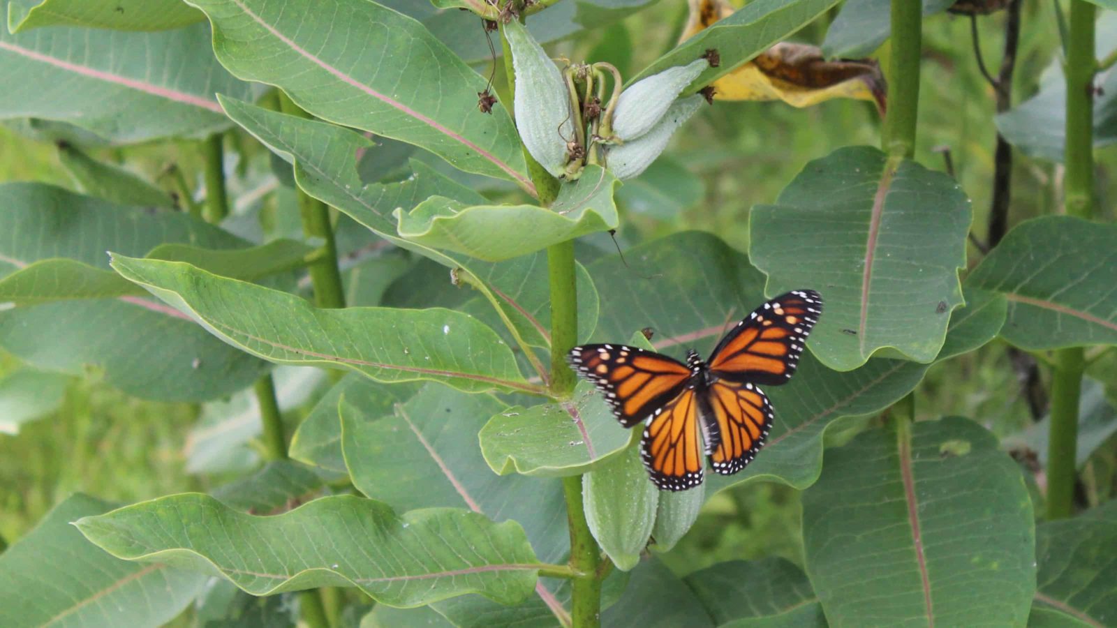 A monarch butterfly lights on a milkweed plant.