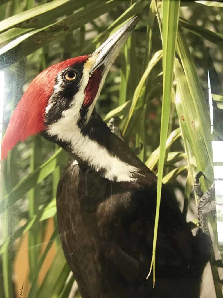 Bernard Isaacson's 'Pileated Woodpecker' makings a striking show on a warm day. Photo by Kate Abbott